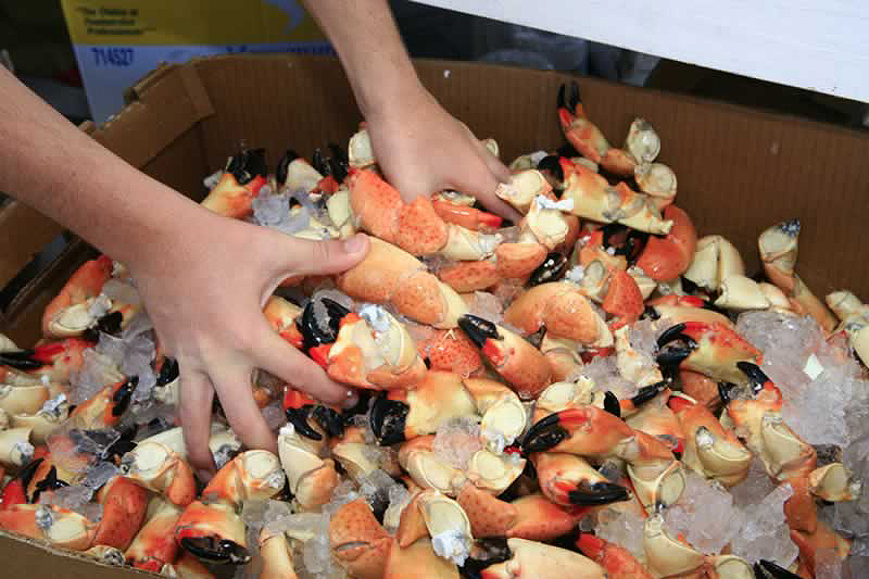 stone crabs