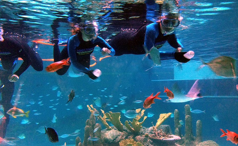 Aquarium Encounters Snorkel