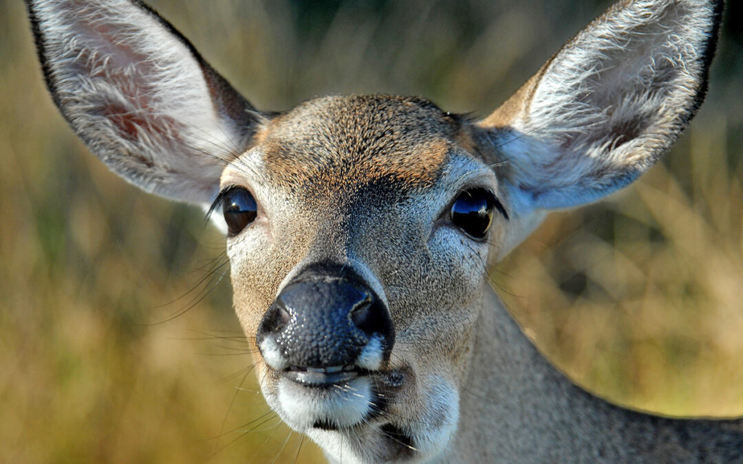 Key Deer