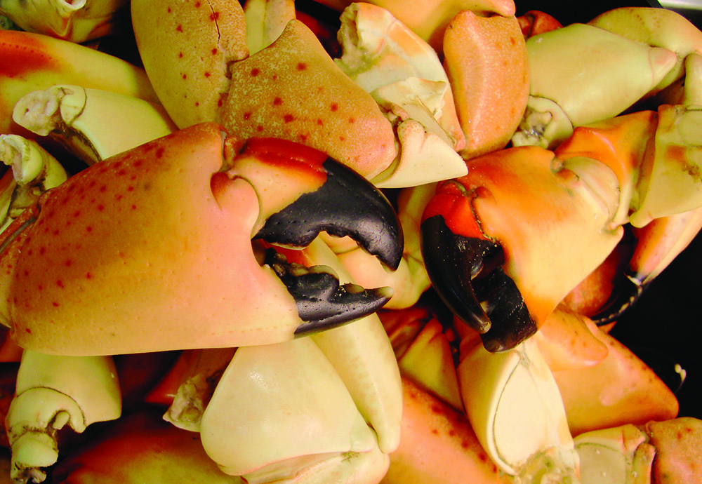 stone crab