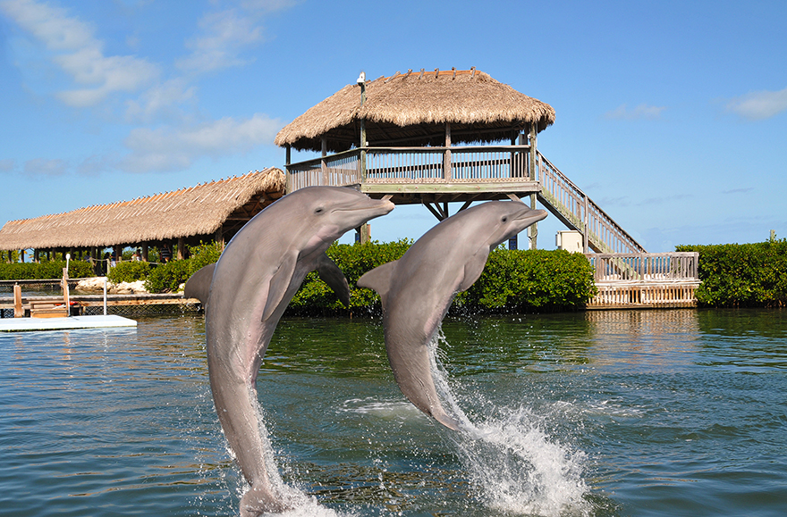 Dolphins Research Center Diving