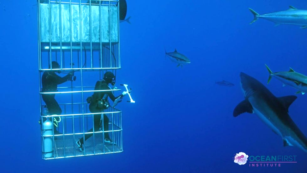 Ocean First Institute Shark Cage Dive