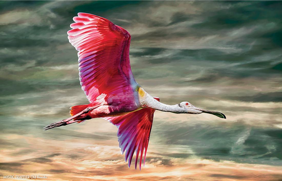 Wings of Majesty — An Everglades Photo Safari with Alan S. Maltz